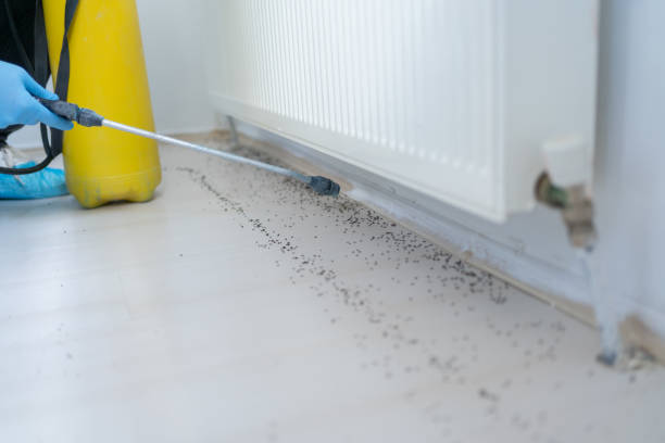 Best Wasp Removal Services  in Auberry, CA
